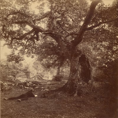 Forêt de Fontainebleau tekijältä William Drooke Harrison