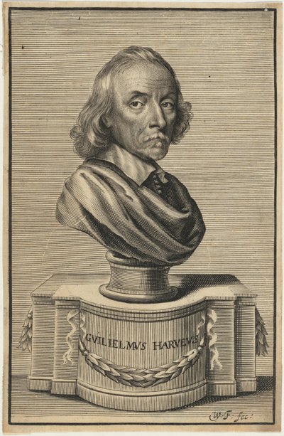 William Harvey, lääketieteen tohtori tekijältä William Faithorne