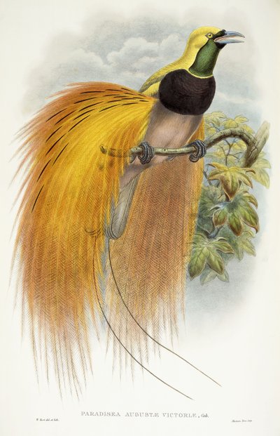 Augusta Victorian paratiisi, 1891-1898 tekijältä William Hart