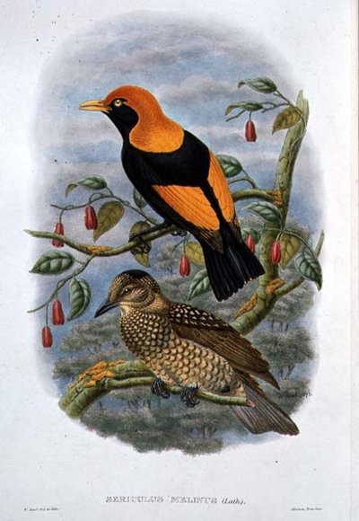 Sericulus Melinus (väri litho) tekijältä William Hart