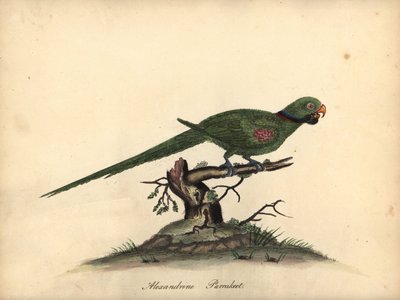 Aleksandriinipapakka, Psittacula eupatria. (Psittacus alexandri) Käsinvärinen kuparikaiverrus William Hayesin kuvituksesta Harvinaisten ja uteliaiden lintujen muotokuvista Osterly Parkin eläintarhasta. tekijältä William Hayes