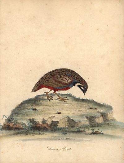 Sinirintaviiriäinen, Coturnix chinensis. (Kiinalainen viiriäinen, Tetrao chinensis) Käsinvärinen kuparikaiverrus William Hayesin kuvituksesta Harvinaisten ja uteliaiden lintujen muotokuvista Osterly Parkin eläintarhasta, Lontoo: Bulmer tekijältä William Hayes