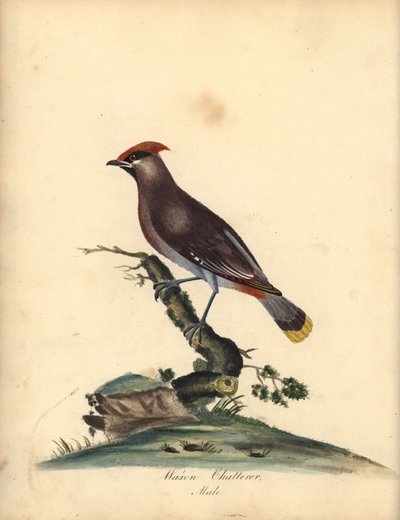 Boheemi vahasiipi, Bombycilla garrulus. (Waxen chatterer, Ampelis garrulus) Käsinvärinen kuparikaiverrus A (Ann) Hayesin kuvituksesta William Hayesin Harvinaisten ja uteliaiden lintujen muotokuvista Osterly Parkin eläintarhasta Lontoossa: Bulmer tekijältä William Hayes