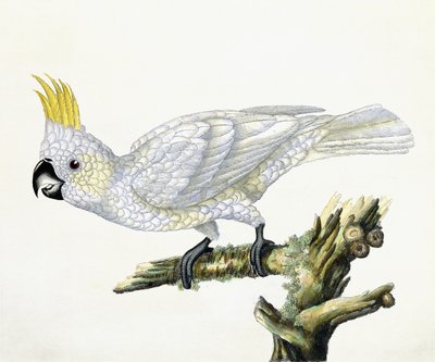Kakadu, 1779 tekijältä William Hayes