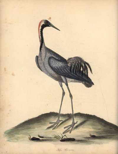Tavallinen nosturi, Grus grus. (Ardea grus) Käsinvärinen kuparikaiverrus William Hayesin kuvituksesta Harvinaisten ja uteliaiden lintujen muotokuvista Osterly Parkin eläintarhasta. tekijältä William Hayes