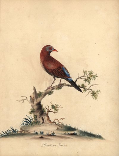 Lestikali, Uraeginthus granatinus, kotoisin Afrikasta. (Brasilian peippo, Fringilla granatina) Käsinvärinen kuparikaiverrus William Hayesin kuvituksesta Harvinaisten ja uteliaiden lintujen muotokuvista Osterly Parkin eläintarhasta, Lontoo: Bu tekijältä William Hayes