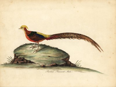 Kultainen tai kiinalainen fasaani, Chrysolophus pictus, uros. (Maalattu fasaani, Phasianus pictus) Käsinvärinen kuparikaiverrus William Hayesin kuvituksesta Harvinaisten ja uteliaiden lintujen muotokuvista Osterly Parkin eläintarhasta, Lontoo: Bulmer tekijältä William Hayes