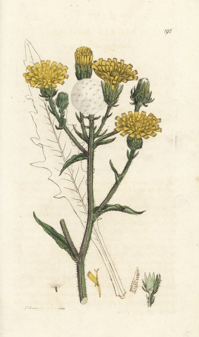 Hawkweed härän kieli, Picris hieracioides. Käsinvärinen kuparikaiverrus James Sowerbyltä James Smith