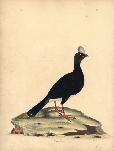 Sarvikasva, Pauxi unicornis. Uhanalainen. (Cushew, Crax pauxi). Käsinvärinen kuparikaiverrus William Hayesin kuvituksesta Harvinaisten ja uteliaiden lintujen muotokuvista Osterly Parkin eläintarhasta (Lontoo: Bulmer) tekijältä William Hayes