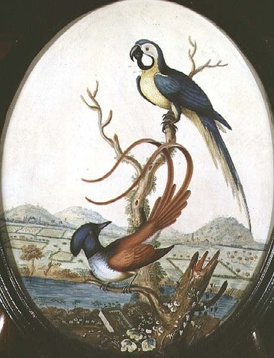 Lyrebird ja Jay tekijältä William Hayes