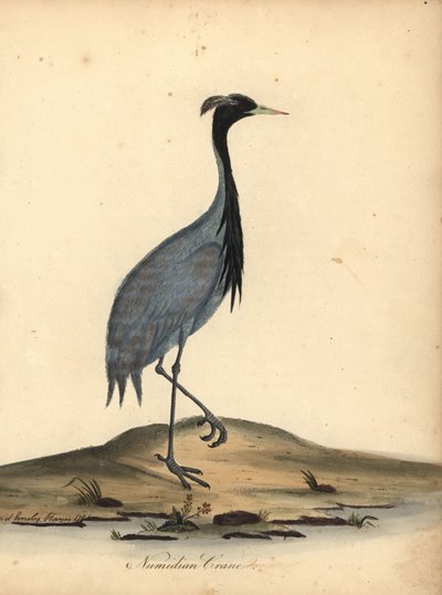 Mademoiselle-kurkku, Anthropoides virgo (Numidiankurkku, Ardea virgo). Käsinvärinen kuparikaiverrus Ann ja Emily Hayesin kuvituksesta William Hayesin Harvinaisten ja uteliaiden lintujen muotokuvista Osterly Parkin eläintarhasta. tekijältä William Hayes