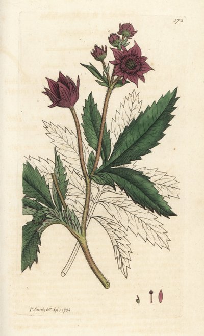 Marsh cinquefoil, Comarum marsh. Käsinvärinen kuparikaiverrus James Sowerbyltä James Smith