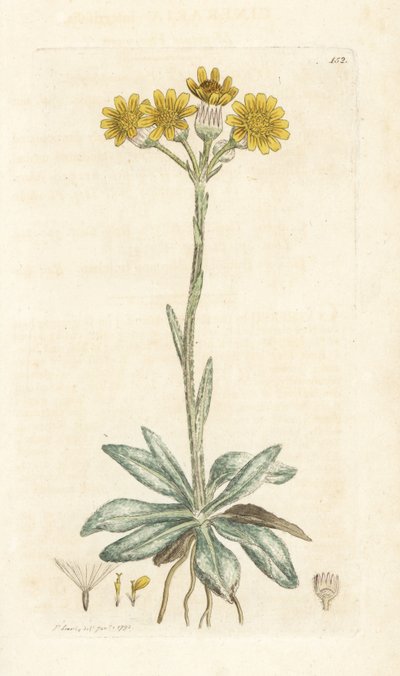 Vuorikirppujuuri, Tephroseris integrifolia (Cineraria integrifolia). Käsinvärinen kuparikaiverrus James Sowerbyltä James Smith