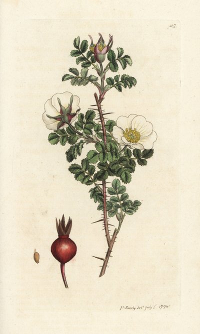 Pink burnet, Rosa spinosissima. Käsinvärinen kuparikaiverrus James Sowerbyltä James Smith
