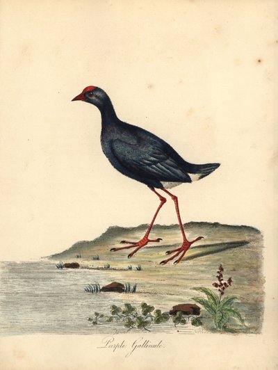 Purppura suo, Porphyrio porphyrio. (Purppura gallinule, Fulica porphyrio) Käsinvärinen kuparikaiverrus William Hayesin kuvituksesta Harvinaisten ja uteliaiden lintujen muotokuvista Osterly Parkin eläintarhasta (Lontoo: Bulmer) tekijältä William Hayes