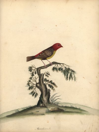 Punainen avadavat, Amandava amandava. (Amaduvade, Fringilla amandava) Käsinvärinen kuparikaiverrus William Hayesin kuvituksesta Harvinaisten ja uteliaiden lintujen muotokuvista Osterly Parkin eläintarhasta. tekijältä William Hayes