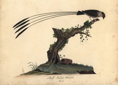 Varsipyrstö Whydah, Vidua regia. (Shaft-tailed whidah, Emberiza regia) Käsinvärinen kuparikaiverrus William Hayesin ja hänen tyttärensä M:n (Matilda) kuvituksesta Harvinaisten ja uteliaiden lintujen muotokuvista Osterly Parkin eläintarhasta Lontoossa: tekijältä William Hayes