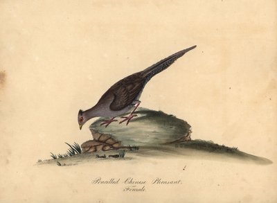 Hopeafasaani, Lophura nycthemera, naaras. (Kynällä kirjoitettu kiinalainen fasaani, Phasianus nycthemerus) Käsinvärinen kuparikaiverrus kuvituksesta Matilda Hayes William Hayesin Harvinaisten ja uteliaiden lintujen muotokuvista Osterly Parkin eläintarhasta tekijältä William Hayes