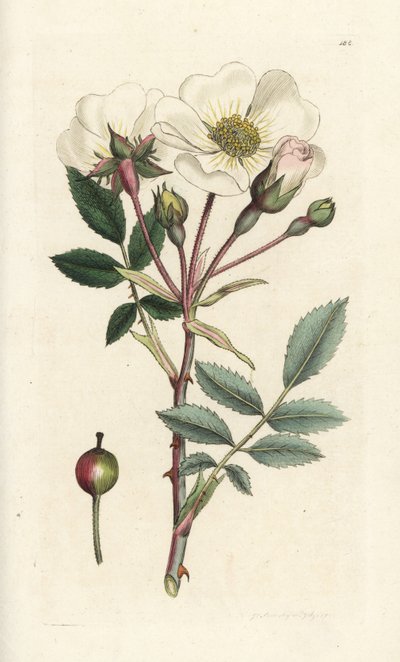 Valkoinen koiraruusu, Rosa arvensis. Käsinvärinen kuparikaiverrus James Sowerbyltä James Smith