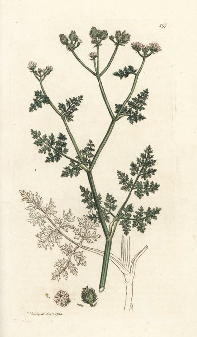 Valkoinen pitsikukka, Orlaya grandiflora (Small caucalis tai basard persilja, Caucalis daucoides). Käsinvärinen kuparikaiverrus James Sowerbyltä James Smith