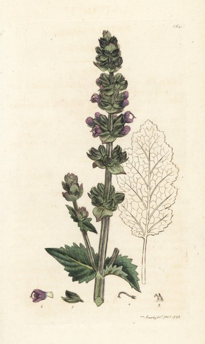 Villi englantilainen clary, Salvia verbenaca. Käsinvärinen kuparikaiverrus James Sowerbyltä James Smith