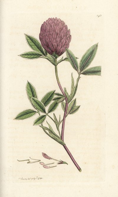Siksak-apila tai apila, Trifolium medium. Käsinvärinen kuparikaiverrus James Sowerbyltä James Smith