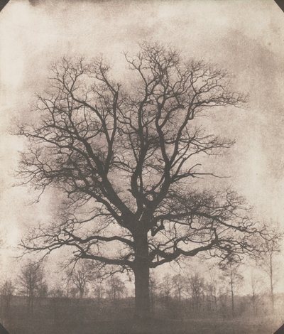 Tammi talvella, n. 1892-93 (kalotyyppi negatiivinen) tekijältä William Henry Fox Talbot