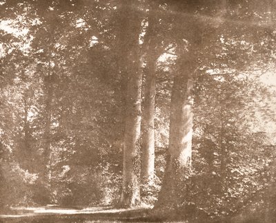 Beech Trees, Lacock Abbey, n. 1844 (seepiakuva) tekijältä William Henry Fox Talbot