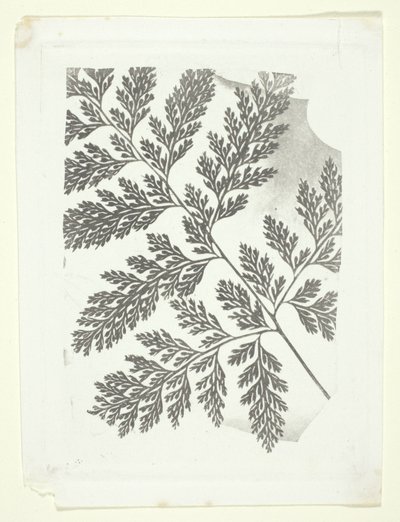 Saniaisen oksa tekijältä William Henry Fox Talbot