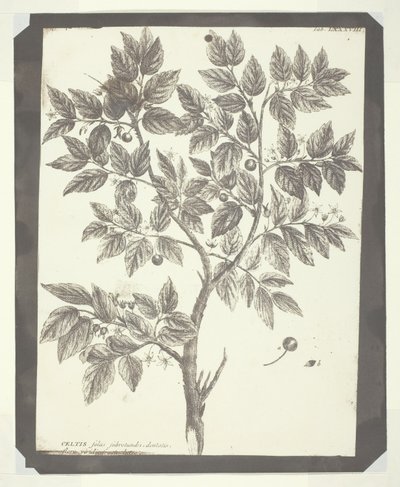 Kopio "Celtisin" kasvitieteellisestä kaiverruksesta tekijältä William Henry Fox Talbot