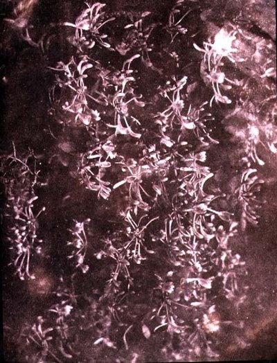 Kuusama, kesäkuu 1840 (seepiakuva) tekijältä William Henry Fox Talbot
