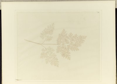 Kasvin lehti tekijältä William Henry Fox Talbot