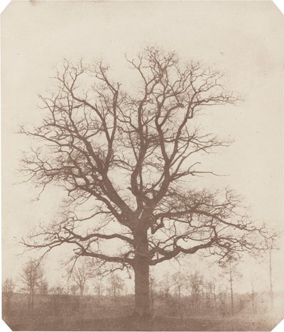 Tammi tekijältä William Henry Fox Talbot