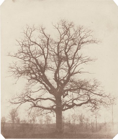 Tammi, 1840-luvun puoliväli (kuva) tekijältä William Henry Fox Talbot