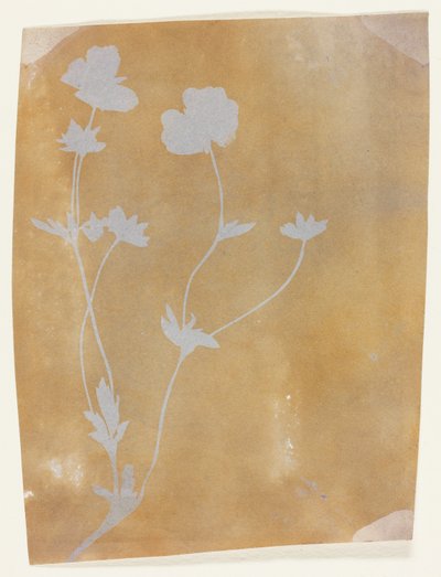Lehtien ja kukkien varsi tekijältä William Henry Fox Talbot