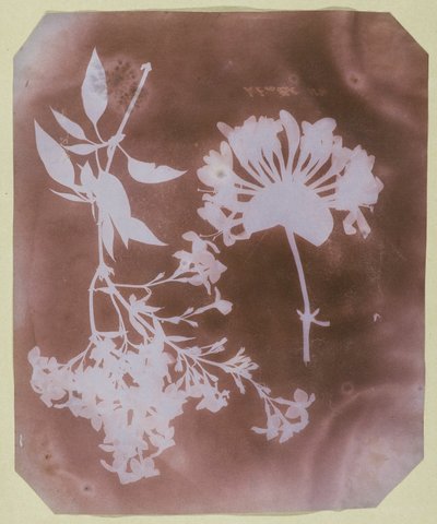 Kaksi kasvinäytettä tekijältä William Henry Fox Talbot
