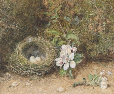Linnunpesä omenakukkasuihkeilla, n. 1845-1850 (vartaloväri ja wc liidulla ja purukumilla paperilla) tekijältä William Henry Hunt