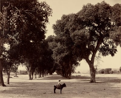 [Calle de Guadalupe, Chihuahua, Meksiko] tekijältä William Henry Jackson