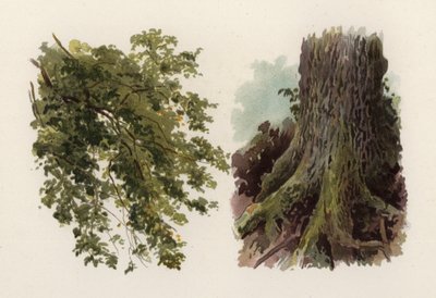 Puut: Jalava (väri litho) tekijältä William Henry James (after) Boot