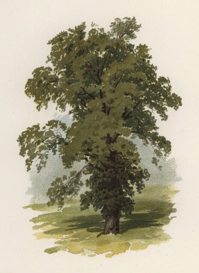 Puut: Jalava (väri litho) tekijältä William Henry James (after) Boot