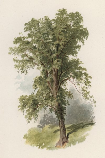 Puut: Jalava (väri litho) tekijältä William Henry James (after) Boot