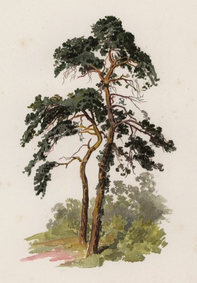 Puut: Scotch Fir (väri litho) tekijältä William Henry James (after) Boot