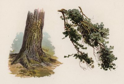 Arbres: l