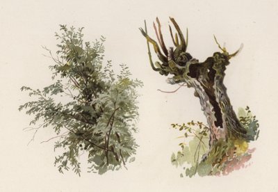 Puut: Willow (väri litho) tekijältä William Henry James (after) Boot