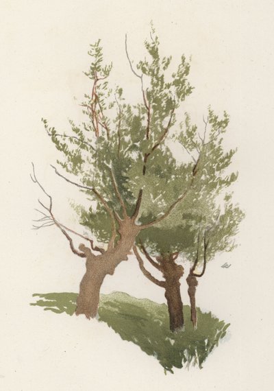 Puut: Willow (väri litho) tekijältä William Henry James (after) Boot