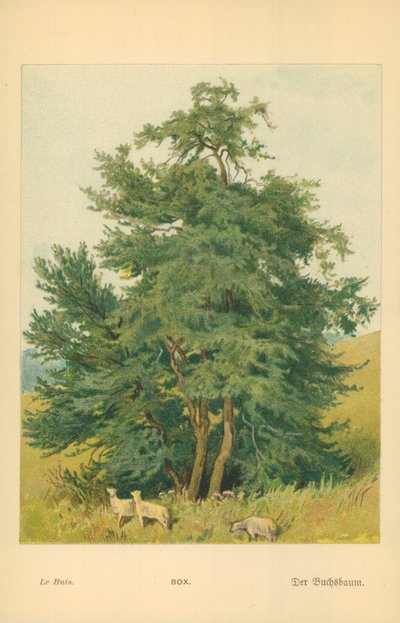 Laatikko tekijältä William Henry James Boot