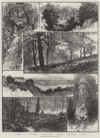 Luonnoksia Highgate Woodsissa tekijältä William Henry James Boot