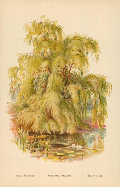 Itkuraita tekijältä William Henry James Boot