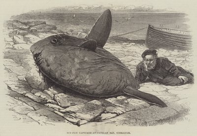 Sun-Fish pyydetty Catalan Bayssä Gibraltarilla tekijältä William Henry Pike