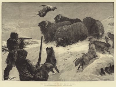 Myskihärkien ammunta arktisilla alueilla tekijältä William Heysham Overend